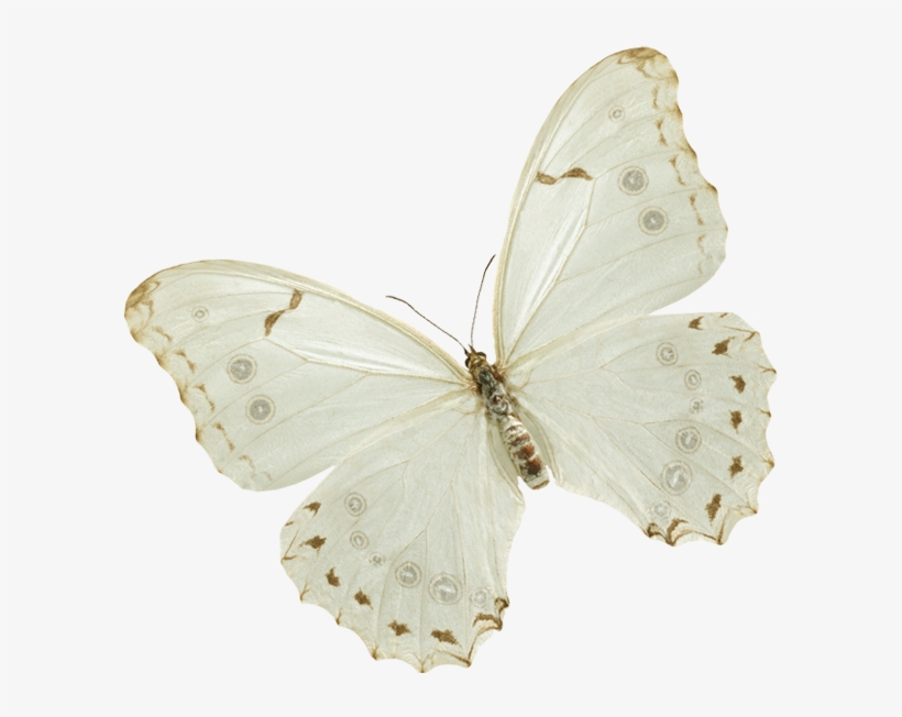 Papillon, transparent png