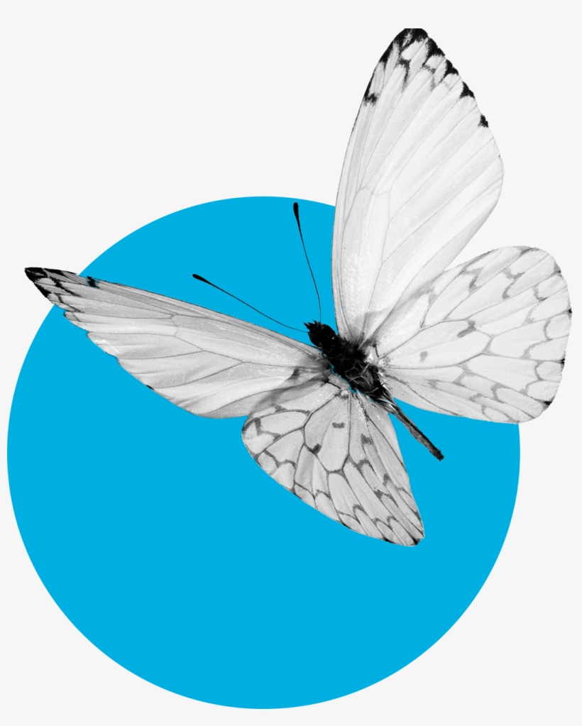 Interdependencies, transparent png