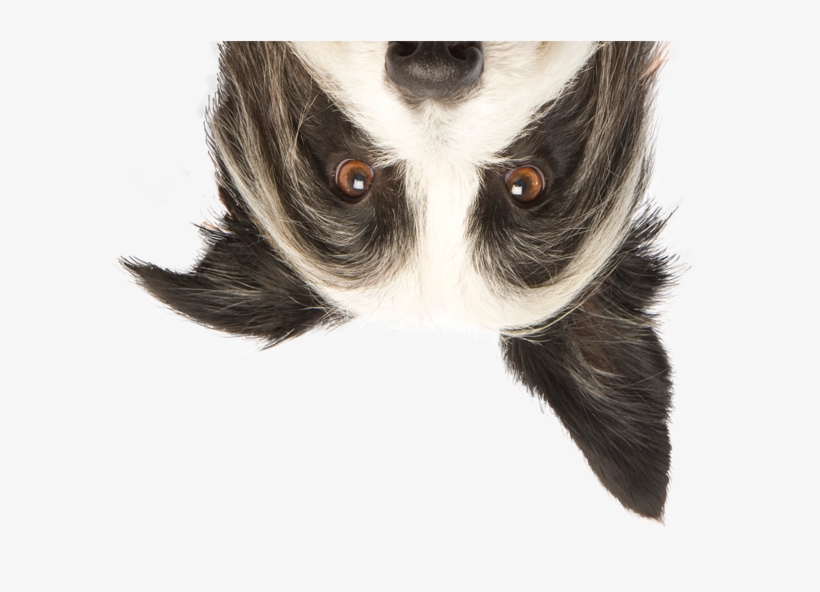 Papillon Png, transparent png