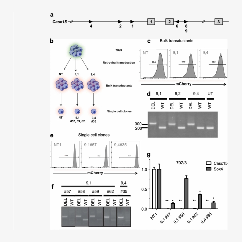 Casc15 Knockout In Murine Cells Results In Sox4 Downregulation, transparent png