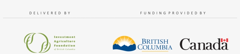 Download The Japanese Beetle Car Decal Here, transparent png