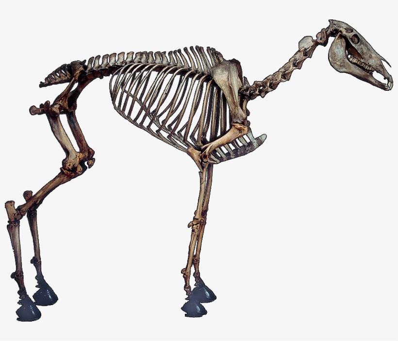 On His Tumblr, Jacques Posted The Above Picture Of, transparent png