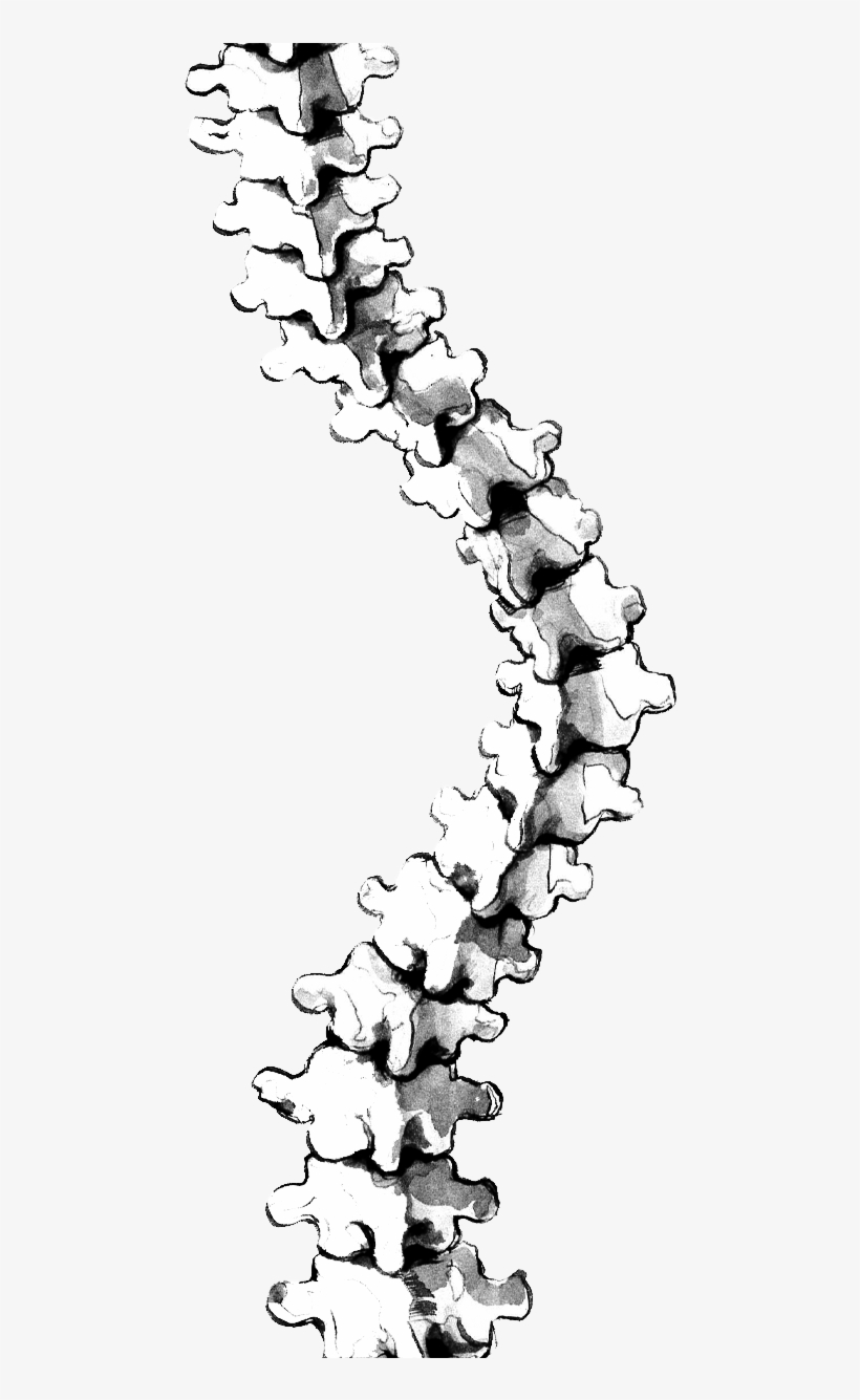 Scoliosis At Getdrawings Com Free For Personal, transparent png