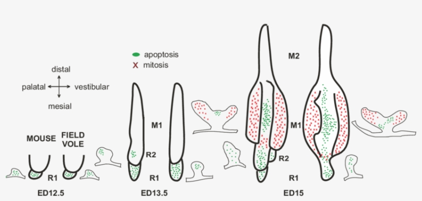 Schematic Drawings Of The Distribution Of Mitosis And, transparent png