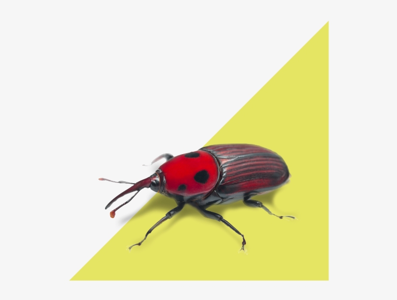 Palm Weevil, transparent png