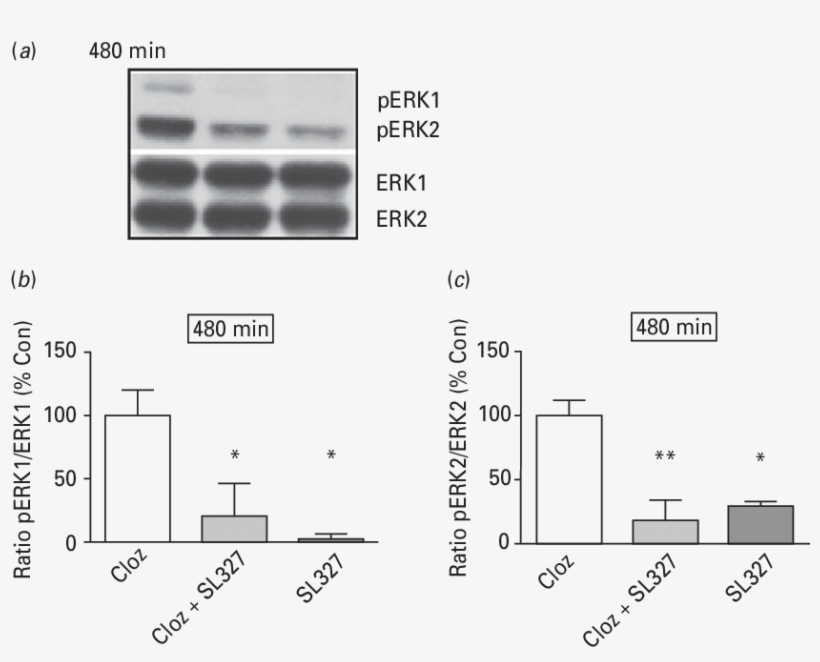The Effect Of The Mek Inhibitor Sl327 On Clozapine-induced, transparent png