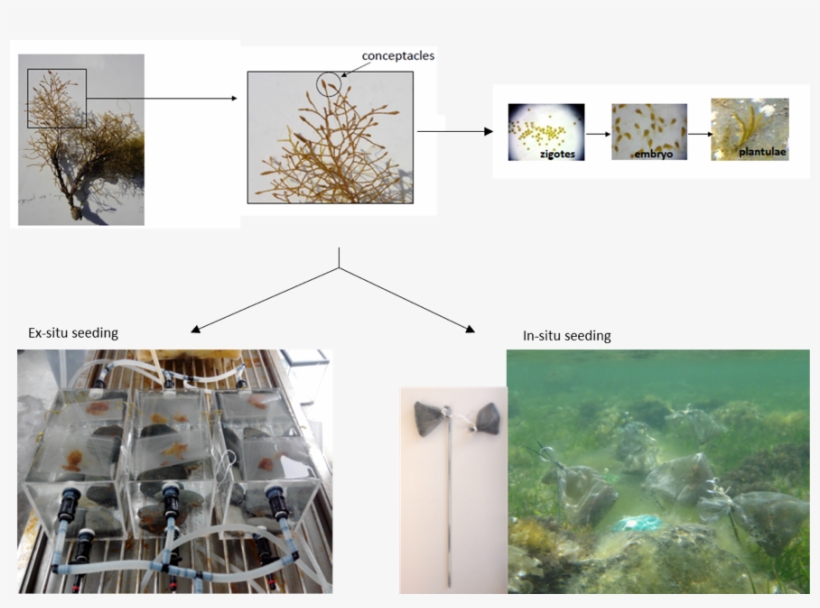 In Merces The Udg Csic Are Developing Innovative Restoration, transparent png