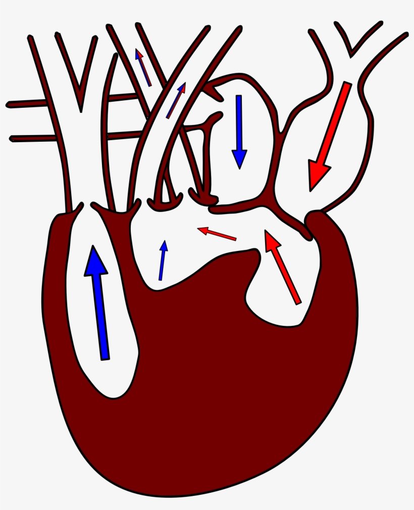 File - Heart3, transparent png