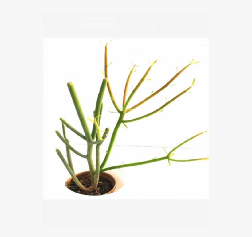 Firestick Png, transparent png