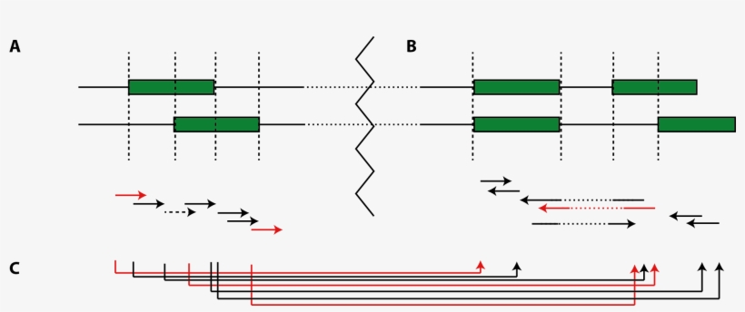 Mapping Reads To The Segment Graph Spanned By The Annotation, transparent png