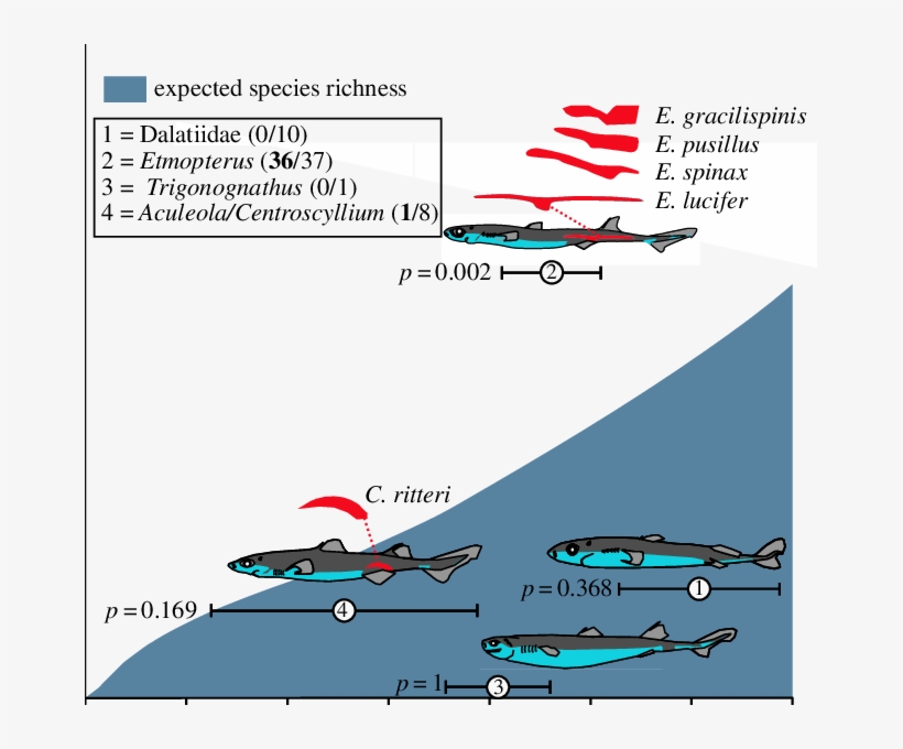 Expected Species Richness Curve Of Bioluminescent Sharks, transparent png