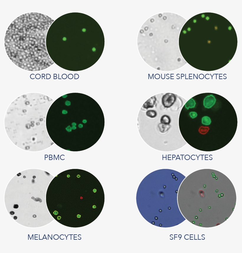 Gallery, transparent png