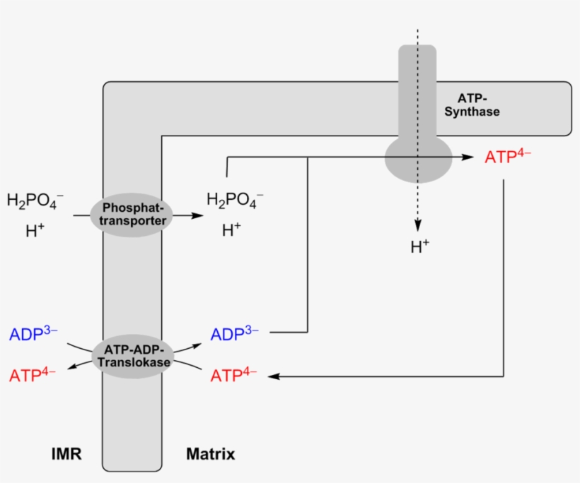 Adp Atp Shuttle, transparent png