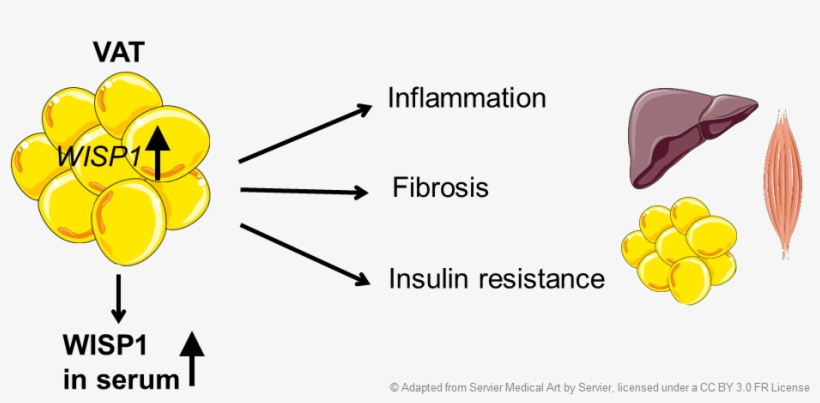 1 Nutritional Regulation Of Metabolic Signaling Pathways, transparent png