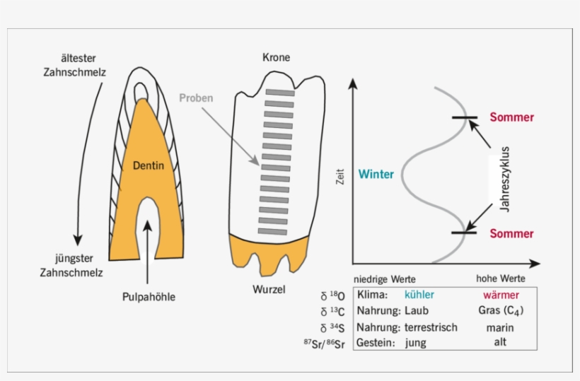 3 Schematische Zeichnung Eines Inkrementell Anwachsenden,, transparent png