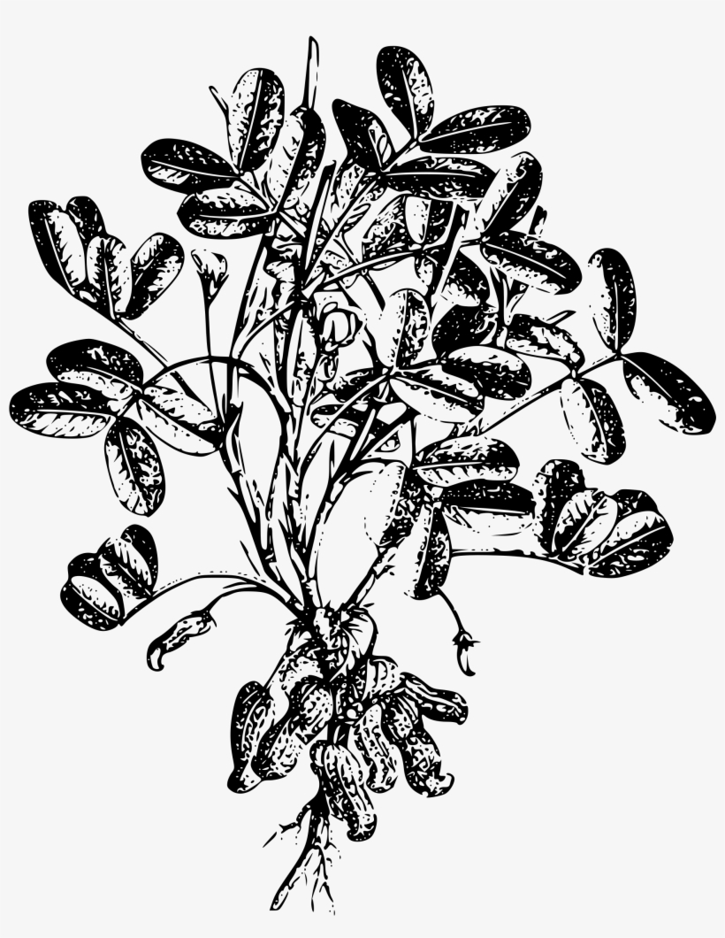 Peanut Png, transparent png