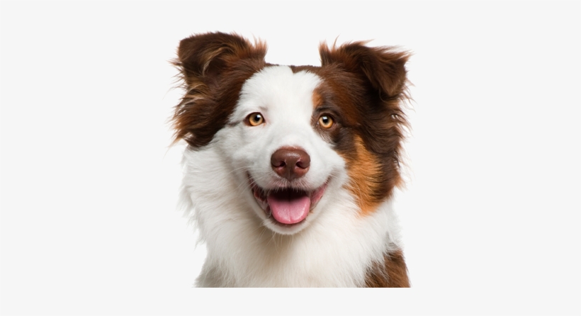 Orbiloc Dual Safety Light, transparent png