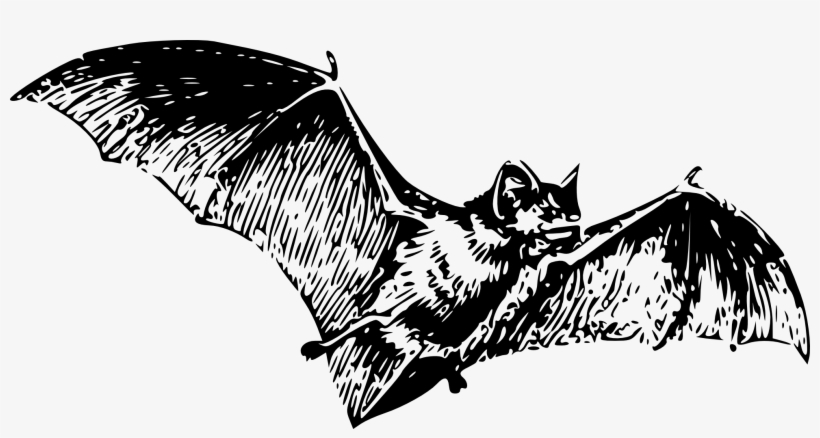 Bat 2 Halloween 1969px 279 - Gray Bat Black And White, transparent png