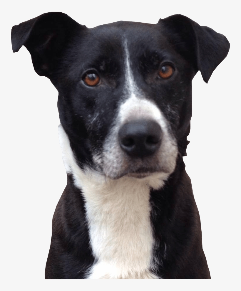 Cute Dog Png Photo8 - Black And White Dog Transparent Background, transparent png