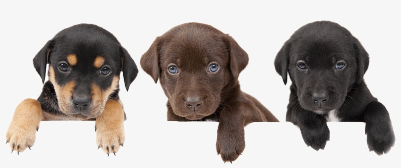 Email Us - Puppy & People Png, transparent png