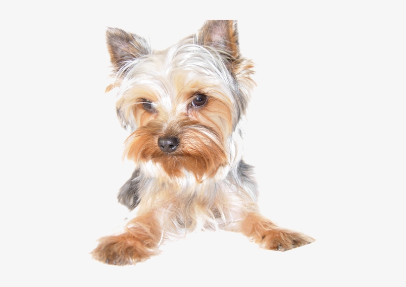 Cute Dog - Silky Terrier, transparent png