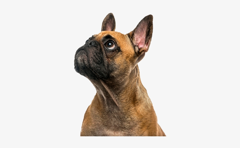Cute Puppy - Puppy, transparent png
