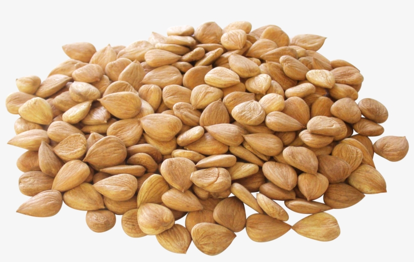 Apricot Kernel Nut Seed Almond Transprent Png - 干果 图片, transparent png