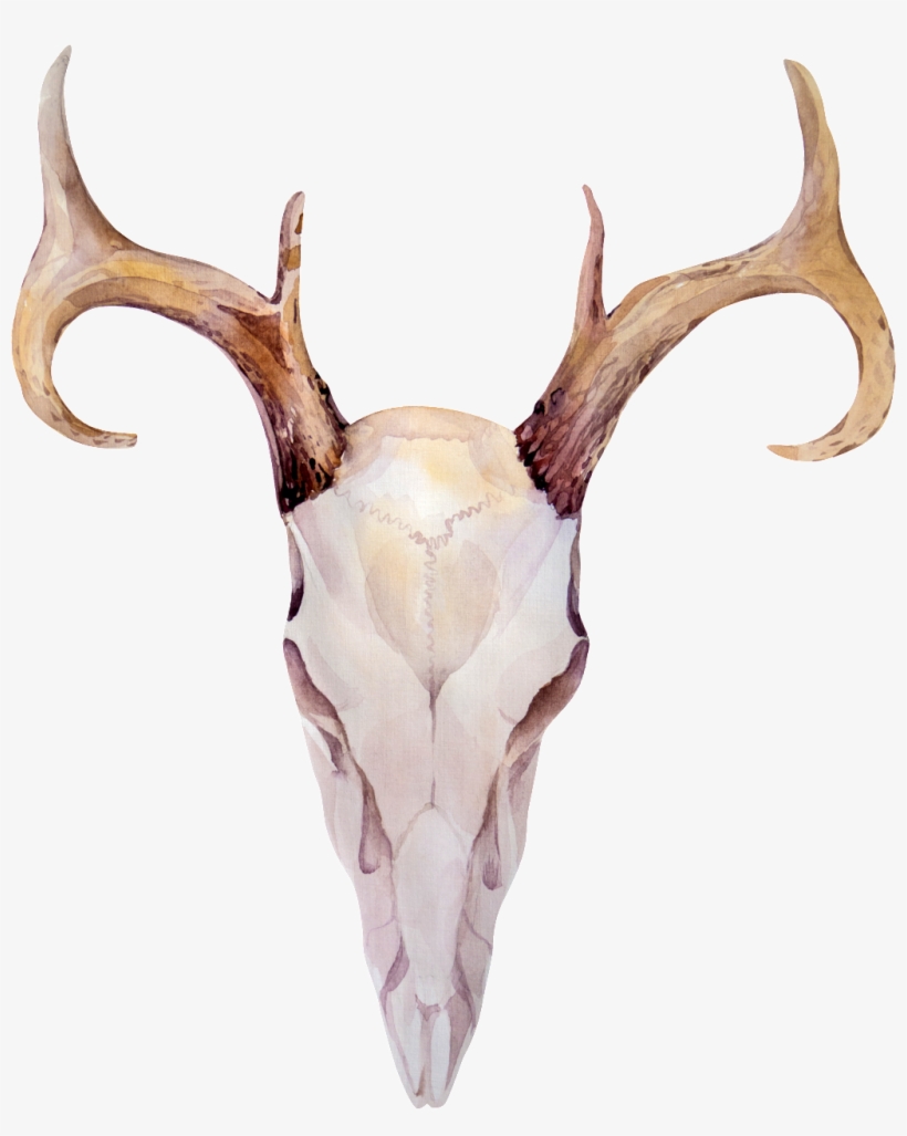 This Graphics Is Wood Grain Horns Transparent Decorative - 鹿 骷髏 頭, transparent png