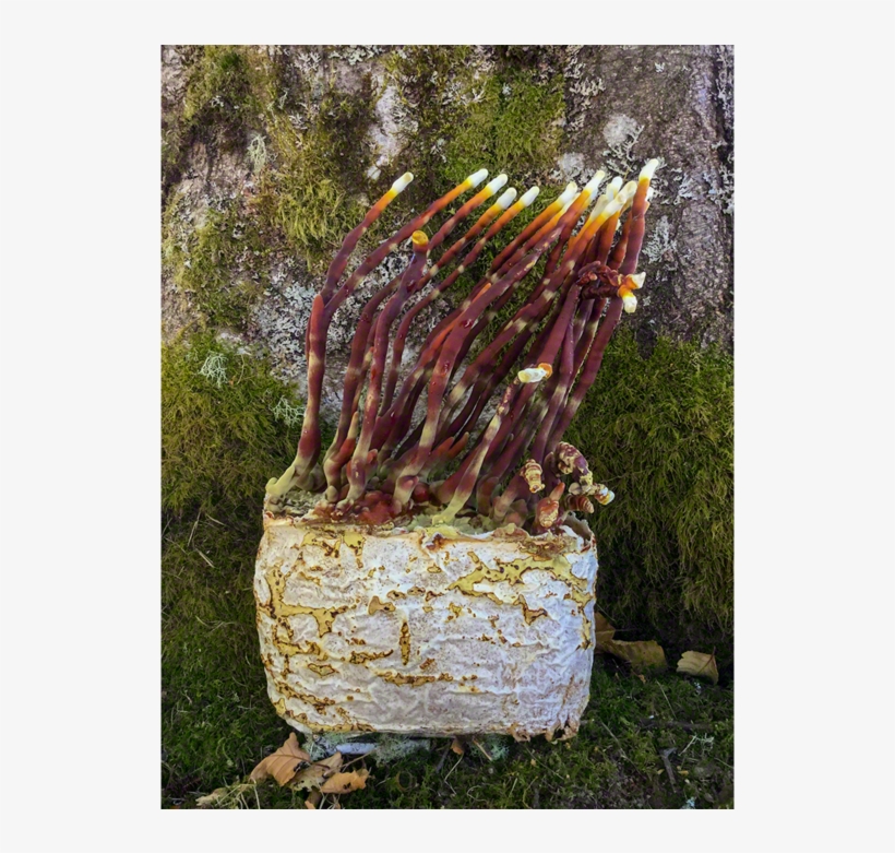 The Antler Reishi Mushroom Patch™ - Antler Reishi, transparent png