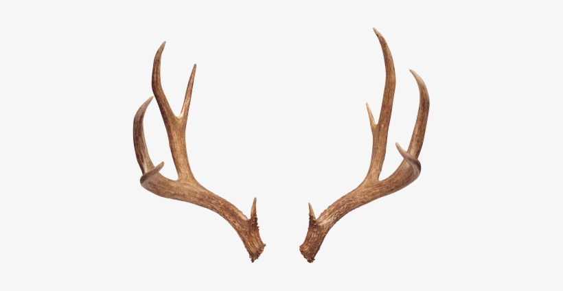 Horns - Boho Deer Horn, transparent png