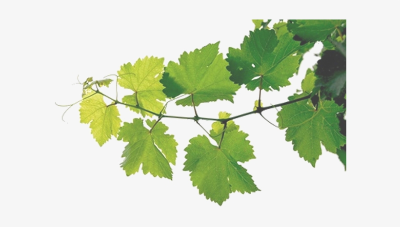 Freeuse Download Rustic Vector Grape Vine Wreath - Grape Vines Png, transparent png
