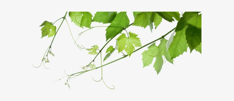 'everything At St Ignatius Is A Question Of Taste' - Grape Leaves Transparent, transparent png