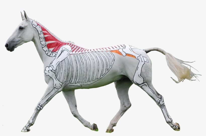 Horses Inside Out - Gillian Higgins Horses Inside Out, transparent png