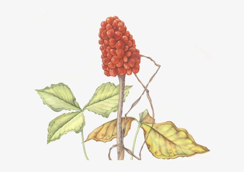With Luminous Watercolor And Intricate Detail - Seedless Fruit, transparent png