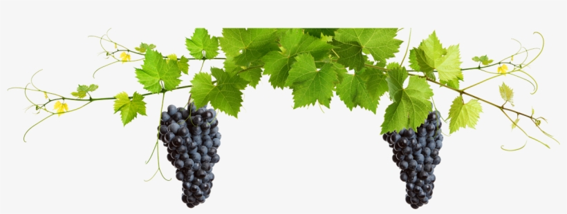 Perhaps One Of Old Mission Peninsula's Staple Attractions - Vina 5 Pcs/set Deluxe Wine Bottle Opener Accessories, transparent png