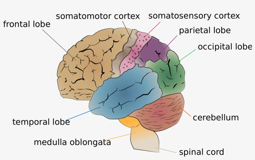 Ritesh Bawri - Human Brain, transparent png