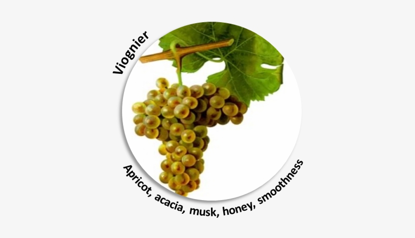 90% Of The Wine-making Process Secrets And Results - Giclee Painting: Troncy's Viognier Grape, 61x46in., transparent png