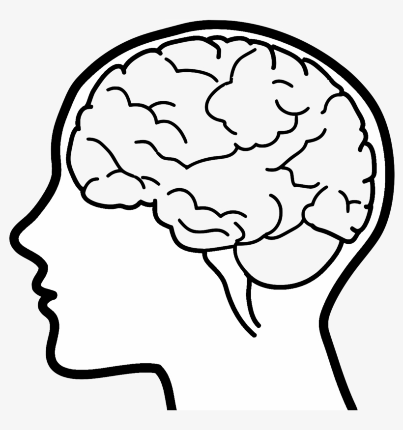 Hand Drawn Brain Png Images - Your Brain And You: What Neuroscience Means, transparent png