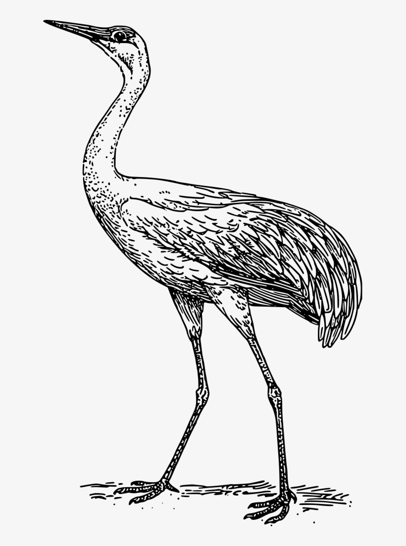 Banner Transparent Blue Bird Common Free Commercial - Crane Black And White, transparent png