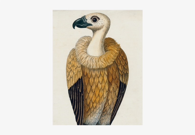 #26-vulture - Avvoltoio, transparent png