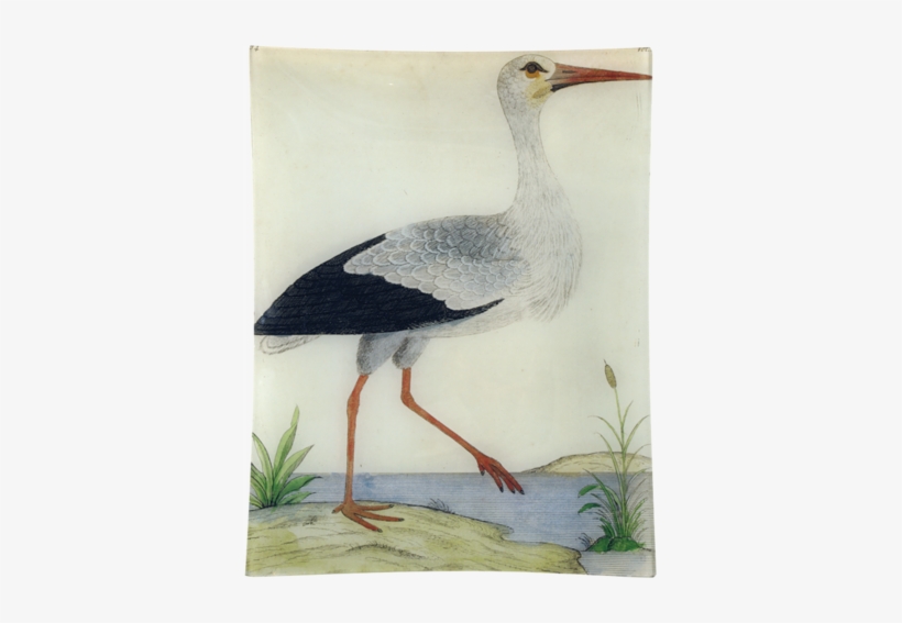 #25 - Stork - Stork (ciconia Alba), transparent png