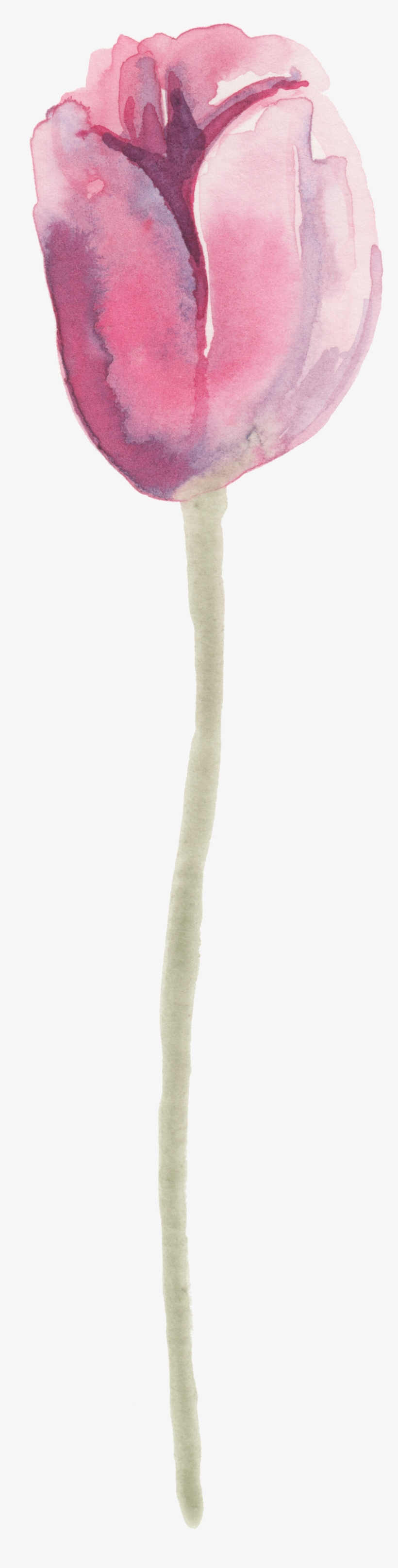 Transparent Decorative Material For Tulip - Ornament, transparent png