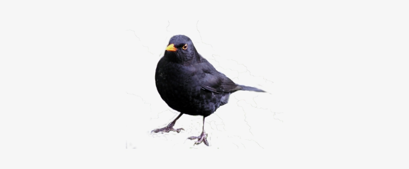Blackbird, transparent png