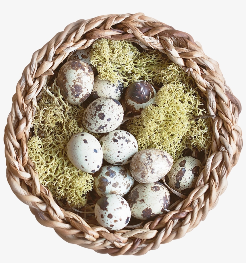 Nest Png Transparent Image - Bird Nest, transparent png