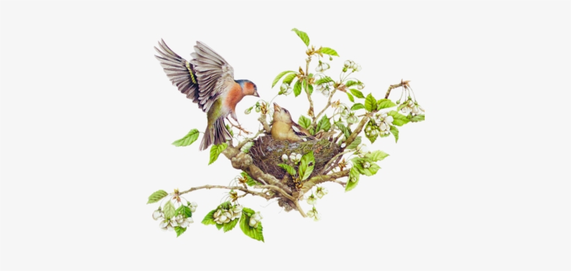 Nest W Colored Pens Paint Brush - Bird Nest In Tree Png, transparent png