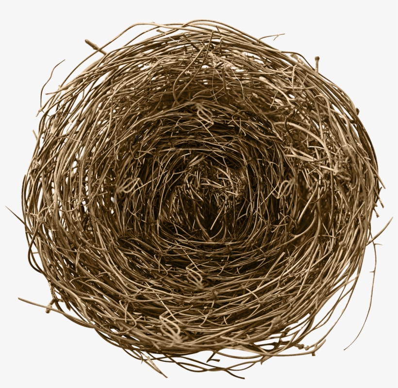 Bird Nest Png - Bird, transparent png