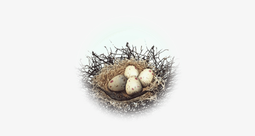 Kuku Bird Nest - Bird Nest, transparent png