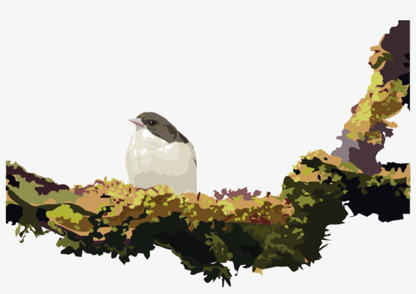 Coming Soon - Am I? A Kaua'i Forest Bird Guessing Game, transparent png