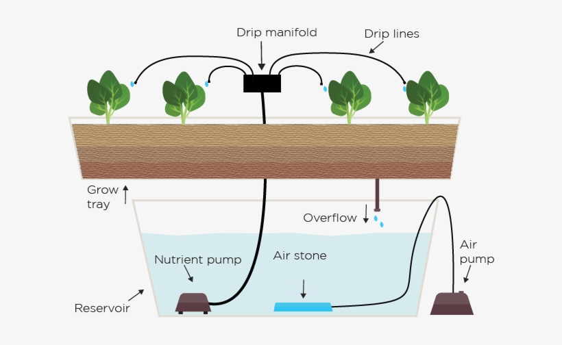 Drip System - Hydroponics, transparent png