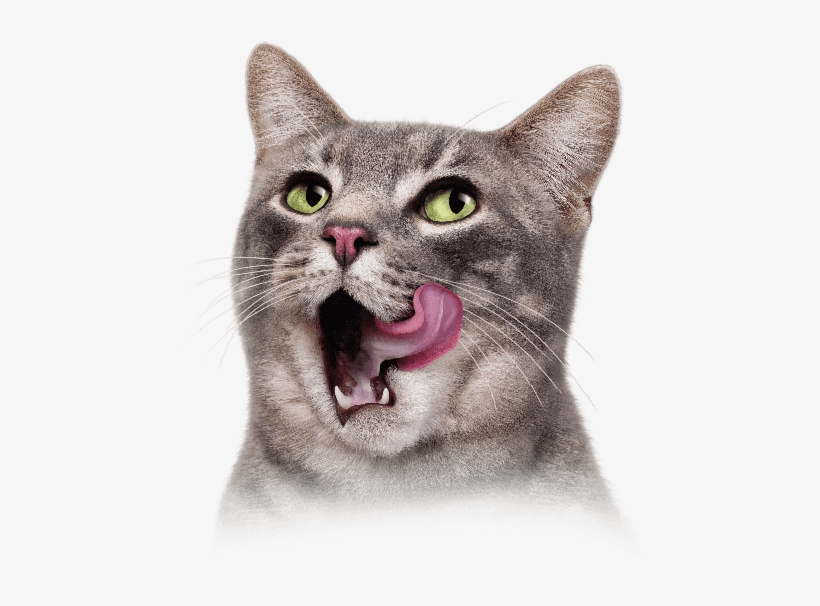 Cat Tongue Png Vector Black And White Library - Purina Friskies Cat Concoctions Variety Pack Cat Food, transparent png